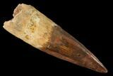 Bargain, Spinosaurus Tooth - Composite Tooth #160005-1